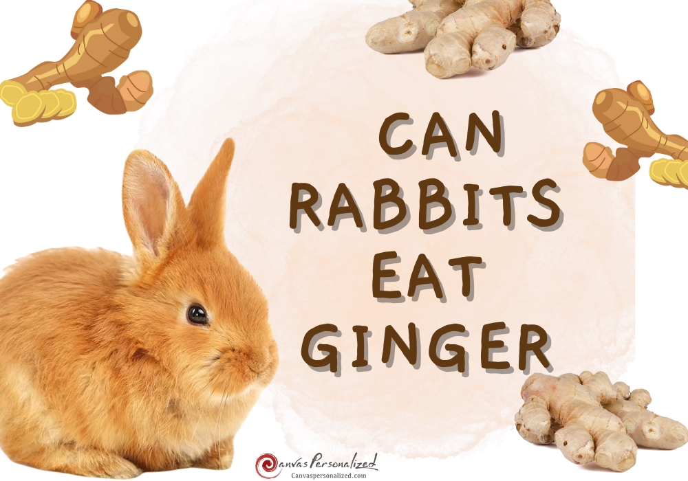 Canvas Personalized Blog Discover Helpful Pet Information