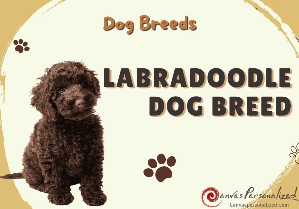 Labradoodle Dog Breed A Comprehensive Guide To Take Care
