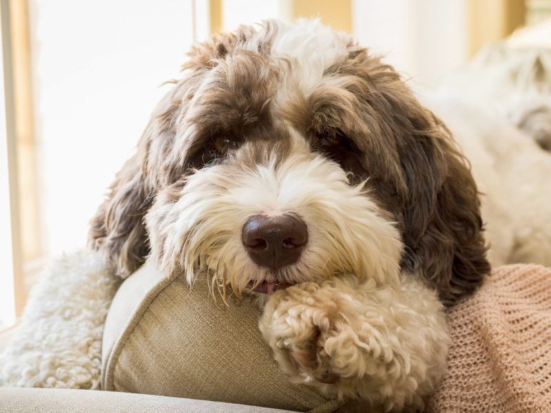 Labradoodle Dog Breed A Comprehensive Guide To Take Care
