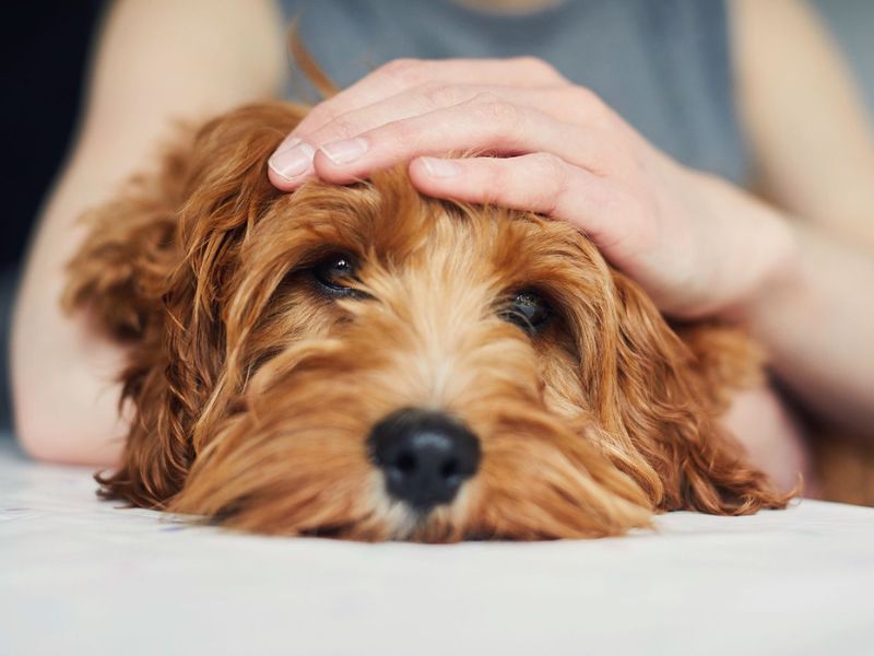 Labradoodle Dog Breed A Comprehensive Guide To Take Care