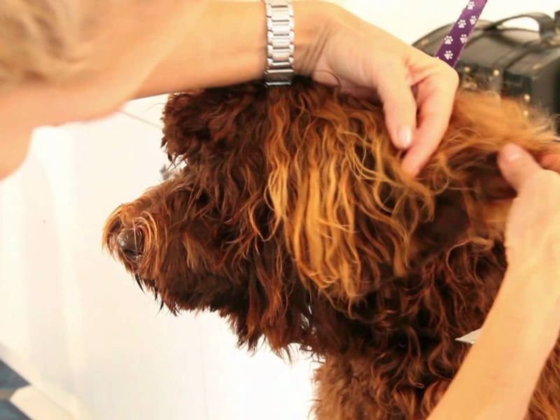 Labradoodle Dog Breed A Comprehensive Guide To Take Care