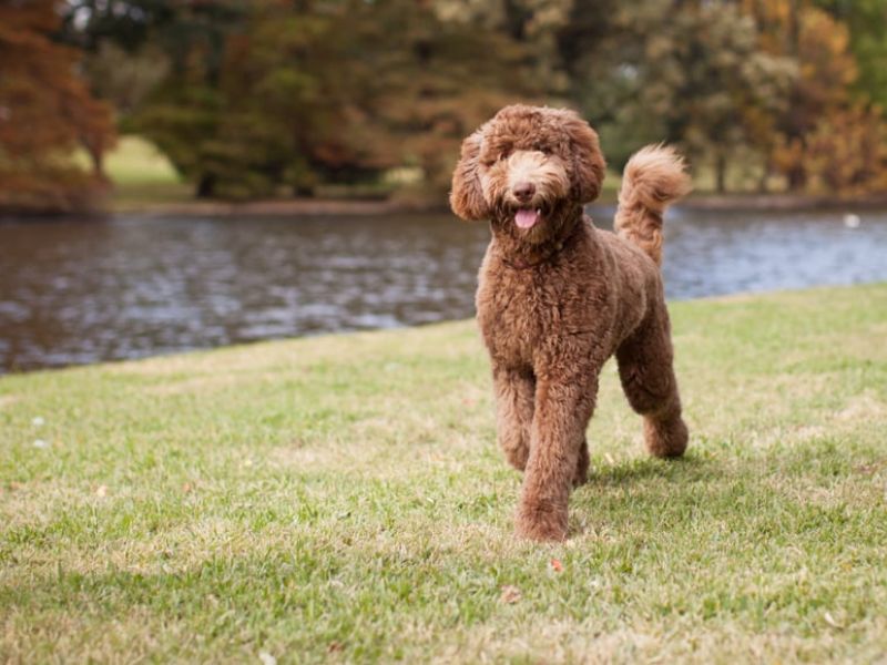 Labradoodle Dog Breed A Comprehensive Guide To Take Care