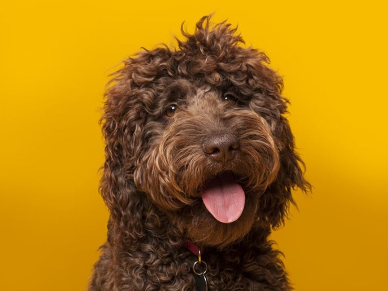 Labradoodle Dog Breed A Comprehensive Guide To Take Care