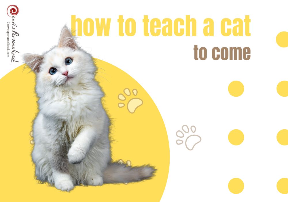 How To Teach A Cat To Sit Quickly With 2 Ultimate Methods?