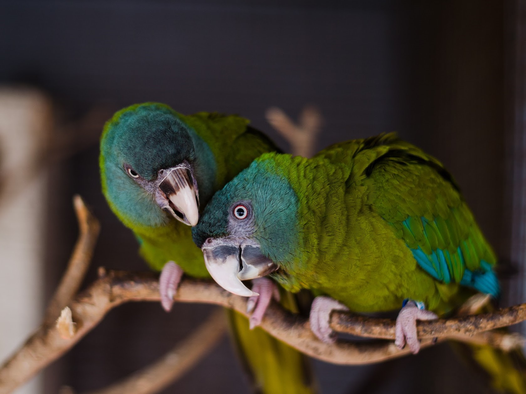 10 Popular Types Of Macaws That Make Great Pets